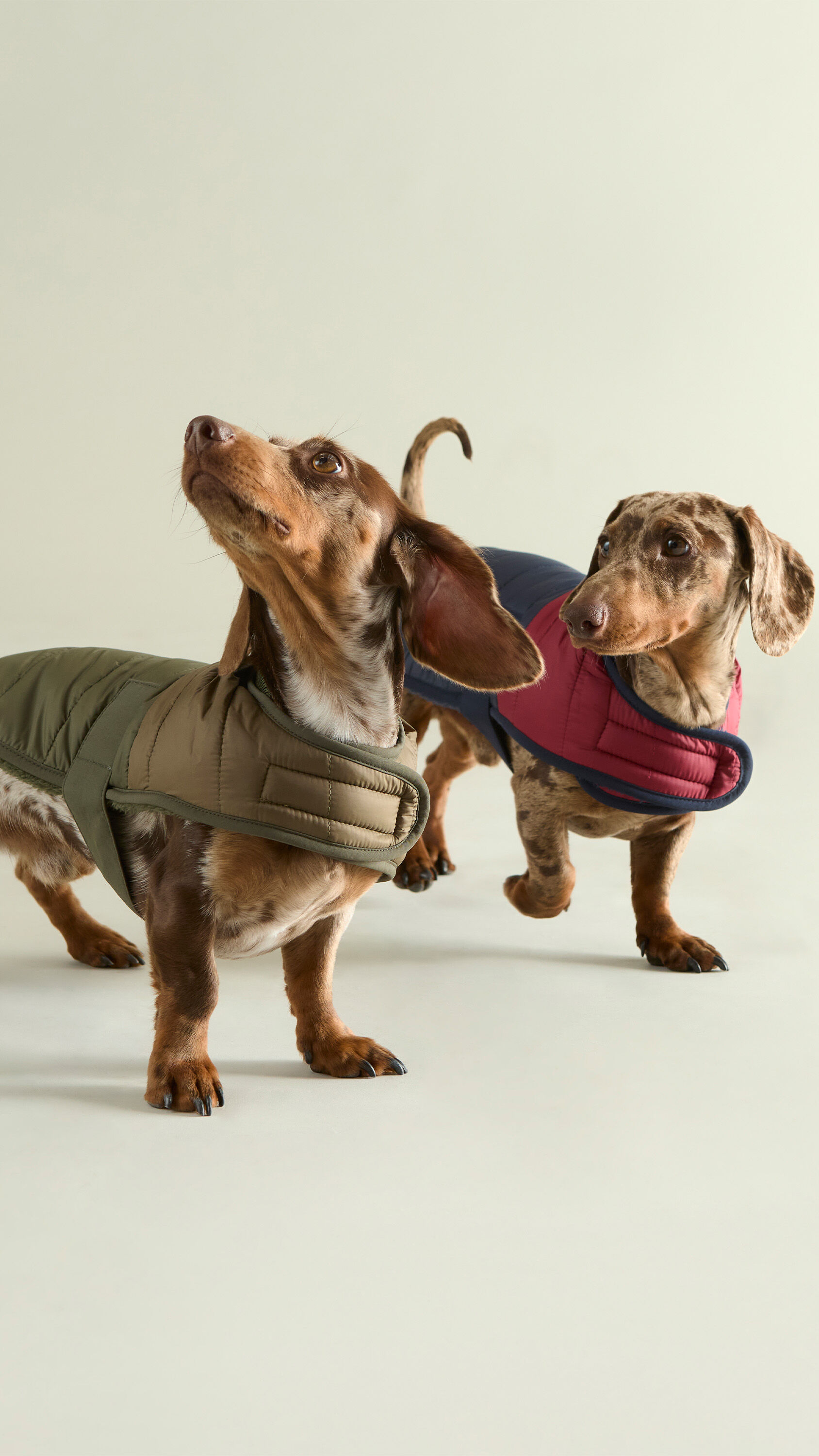 Barbour Dogs | Barbour